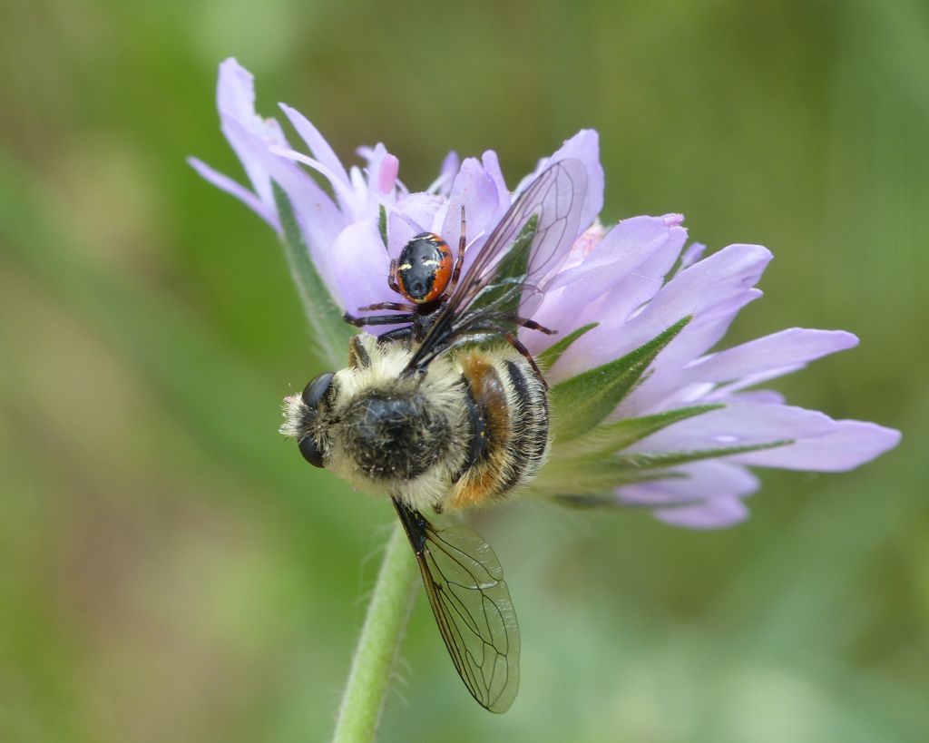 Phallenia fasciata, accoppiamento atipico